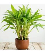 Lucky Bamboo Plant seeds - $9.99
