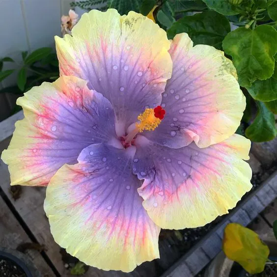 New Fresh 20 Light Yellow Pink Purple Hibiscus Seeds Flowers Seed Bloom - £10.63 GBP