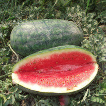 BPA 25 Congo Watermelon Seeds From US - £7.04 GBP