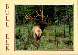 Bull Elk Rocky Mountains and Pacific Coast Mountains Vintage Postcard - $6.57