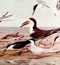 Terns And Seabird Varieties #1 1936 Bird Art Lithograph Color Plate Prin... - £19.27 GBP