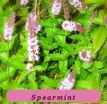 5901 spearmint pop thumb200
