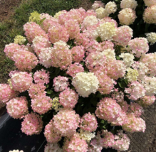 1 Pc 4&quot; Pot Panicle Hydrangea Flowers, Light Pink Hydrangea Live Plant | RK - £54.44 GBP