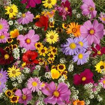 All Annual Wildflower Seed Mix, 19 Full Sun Annual Flowers, FREE SHIPPING - €1,35 EUR+
