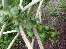 Catskill Brussel Sprouts - 25+ seeds - B 010 - £1.00 GBP