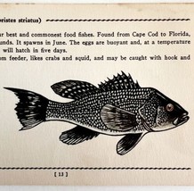Sea Bass 1939 Salt Water Fish Gordon Ertz Color Plate Print Antique PCBG19 - $29.99