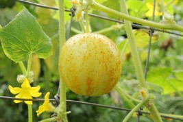 40 Seeds Lemon Cucumber, Outdoor Plant, Fruits Seeds  - $9.99