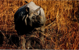 Postcard Asian One Horned Rhino India Nepal 2,400 Survive  5.5 x 3.5 Inches - £3.92 GBP