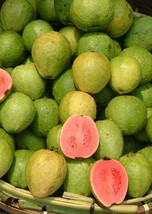 Live Plant Tikal Guava Tree Live Plant - Psidium guajava - Gardening - £48.75 GBP