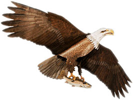 Jackite Bald Eagle Kite / Windsock - £63.90 GBP