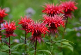 SL 25 Seeds Red Bee Balm Monarda Flower Seeds Non-Hybrid, Open-Pollinate... - £3.29 GBP