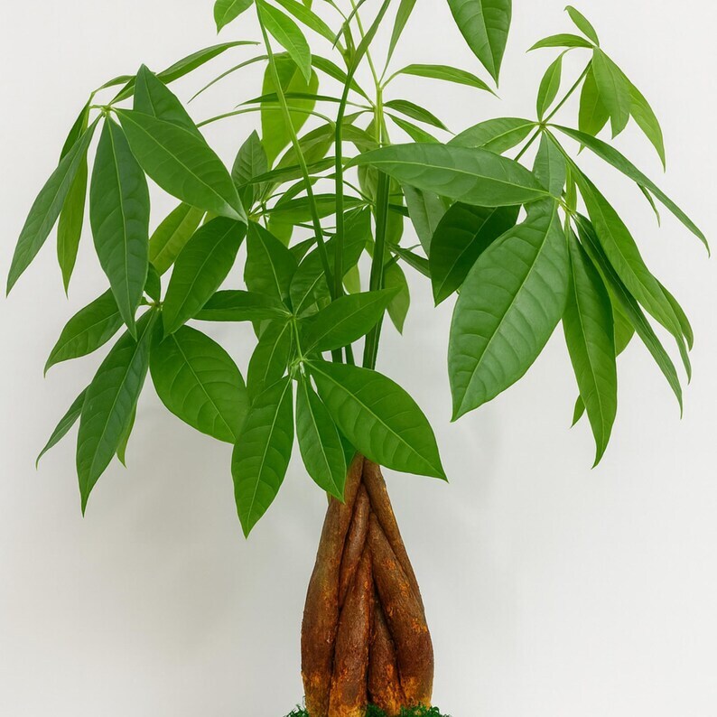 Feng Shui Money Tree for Wealth and Luck - Includes 1 FREE Plant Food - $101.92