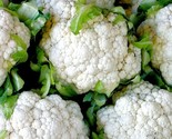 400 Seeds Snowball Cauilflower Seeds Organic Heirloom Vegetable Garden C... - $8.99