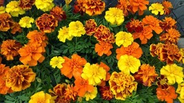 French Marigold Sparky Mix Beautiful Colors Garden Pest Deterrent  - £2.39 GBP