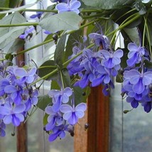 USA SELLER Blue Butterfly Bush Aka Blue Wings Small Rooted Starter Plant Clerode - £25.40 GBP