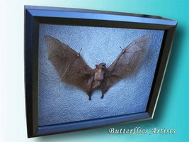 Real Bat Wolf Faced Eonycteris Spelaea Taxidermy Museum Quality Framed D... - $169.99