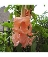10 Triple Flamango Angel Trumpet Seeds Flowers Seed Flower Brugmansia Da... - $180.23 MXN