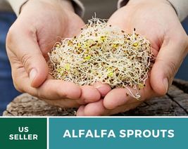 500 Seeds Sprout Alfalfa seeds Heirloom Sprouting Seeds Mild and Nutty F... - £15.73 GBP