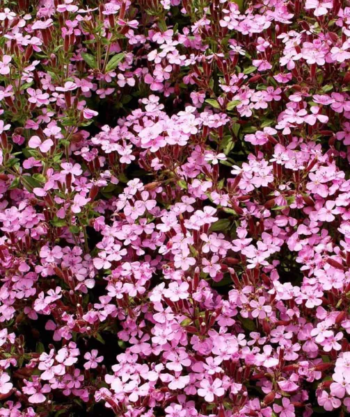 Groundcover Rock Soapwort Groundcover Spreading Perennial Pink Nongmo 1000 Seeds - £6.34 GBP