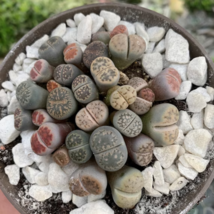 Beauty Mixed Mini Lithops Bonsai Plants Cactus 100 PCS Seeds - $11.54