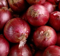 Red Creole Onion Seeds 200+ Allium Short Day Vegetable Garden - £4.50 GBP