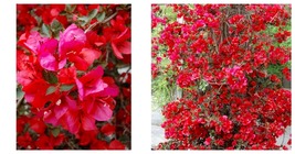 Bougainvillea San Diego Red Small Well Rooted Live starter/plug plant - $55.99