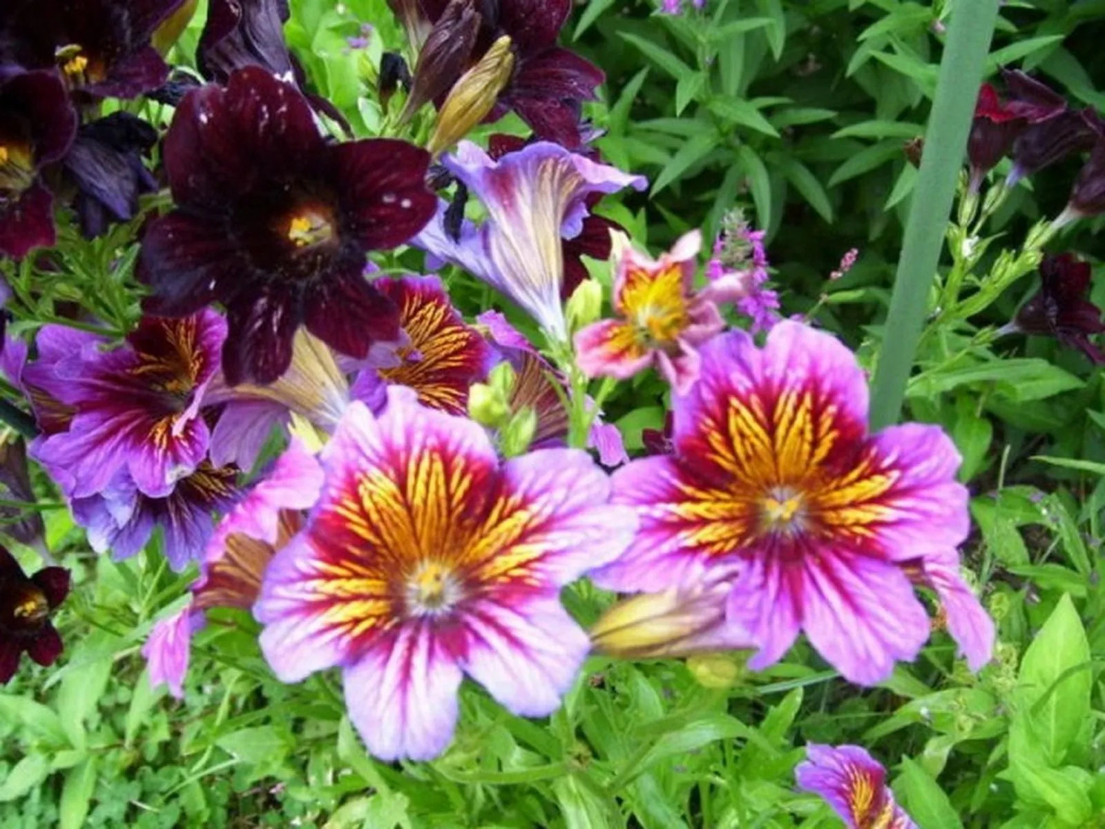 100 Seeds Painted Tongue- Salpiglossis - £7.05 GBP