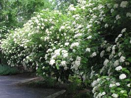 Chicago Lustre viburnum shrub 2.5" pot image 4