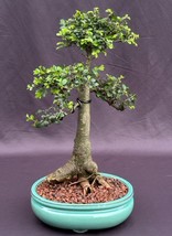 Chinese Elm Bonsai Tree  (ulmus parvifolia)  - £239.76 GBP