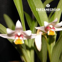 PINALIA / ERIA MYRISTICIFORMIS SMALL ORCHID MOUNTED - $28.38