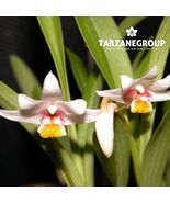 PINALIA / ERIA MYRISTICIFORMIS SMALL ORCHID MOUNTED - $28.05