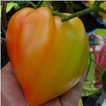 Orange Russian 117 Tomato  10 Seeds  Garden Beautiful USA SELLER - £4.18 GBP