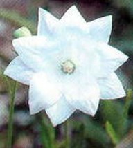 50 Seeds Balloon Flower White Boost Your Garden&#39;s Productivity With Superior - £7.41 GBP