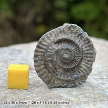 Genuine fossilised dactylioceras commune ammonite from yorkshire - a - $13.96