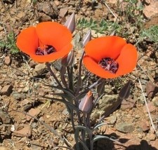 Desert Mariposa Lily Seeds (Calochortus Kennedyi) 20 Seeds From US - £9.51 GBP