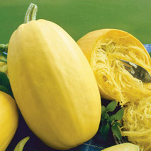 ArfanJaya Squash X Large Spaghetti Organic Non Gmo Seeds Heirloom - $8.24