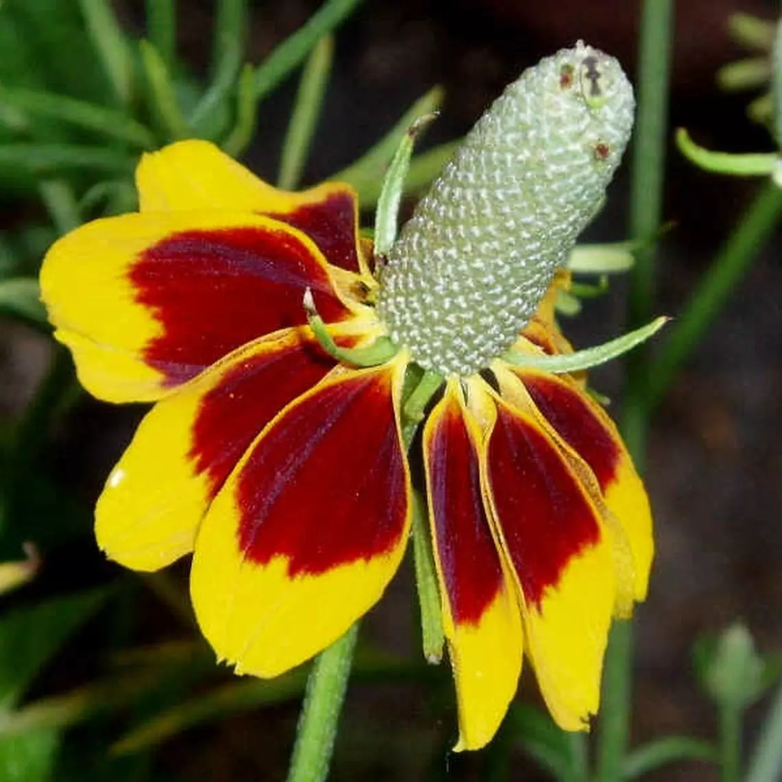 200 CONEFLOWER MEXICAN HAT FLOWER SEEDS RATIBIDA Perennial Garden - $3.29