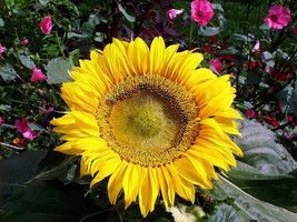 Sunflower Sunspot Dwarf 2 Ft Tall Yellw Flowr 45 Seeds - £6.53 GBP