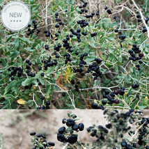 1 Professional Pack, 200 seeds / pack, Fresh Feral Organic Black Goji Berry Herb - £18.36 GBP