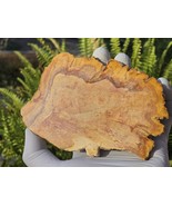 Petrified Wood Stone Decorative Crystal Slice (M02) - $460.83 MXN