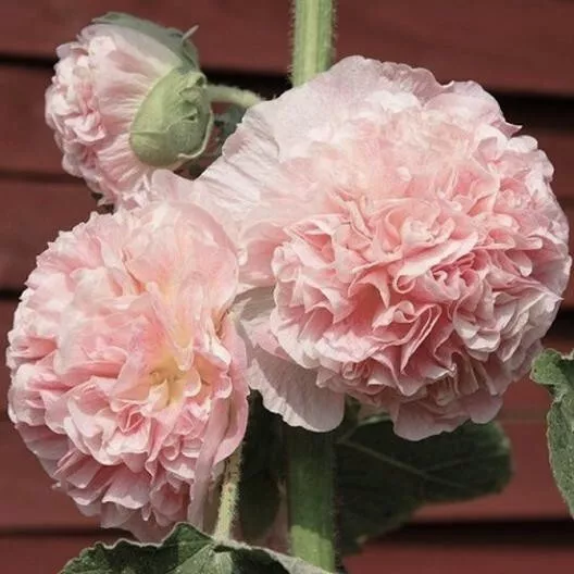 40 Seeds Hollyhock Salmon Chaters Double Alcea Rosea / 6 Ft Perennial Flower - £7.70 GBP