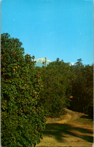 Orange Groves Mts. Postcard Riverside California 1962 Posted  5.5 x 3.5 Ins. - £3.95 GBP