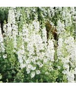 Bonsai Delphinium Seedling Muti-Color Delphinium Consolida Organic 100 S... - $10.80