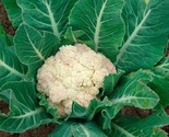 Snowball Y Cauliflower 50 Fresh Garden Seeds  Iping From - £7.16 GBP