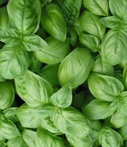 Garden Store Sweet Basil Seeds 300 Genovese Herbs Italian Culinary Cooking - £6.45 GBP