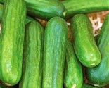 Muncher Cucumber Seeds 40 Seeds - $6.00
