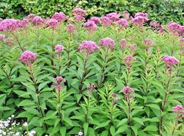 US Seller 200 Joe Pye Weed Seeds Native Vanilla Summer Flower Heat Cold - £7.03 GBP