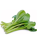 1000+ seeds Yu Choy Choi Sum Choy - $11.00