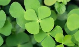 Water Clover Fern Powder - Iron-Rich Herb for Smoothies &amp; Traditional Us... - $460.35 MXN