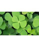 Water Clover Fern Powder - Iron-Rich Herb for Smoothies &amp; Traditional Us... - $460.35 MXN